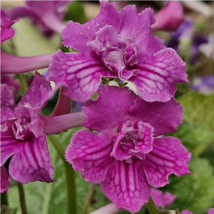 Streptocarpus 'Angie'